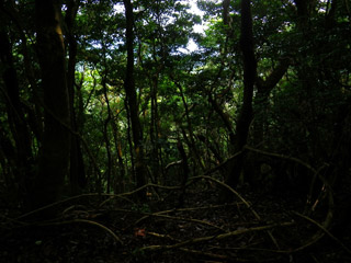 熱海の森に視察に行ってきました 贈り物に樹を植えよう プレゼントツリーのブログ