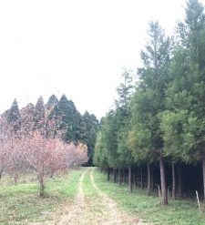 「Present Tree for さんむ日向の森」植栽地視察のご報告 2018