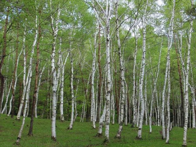天然の白樺林