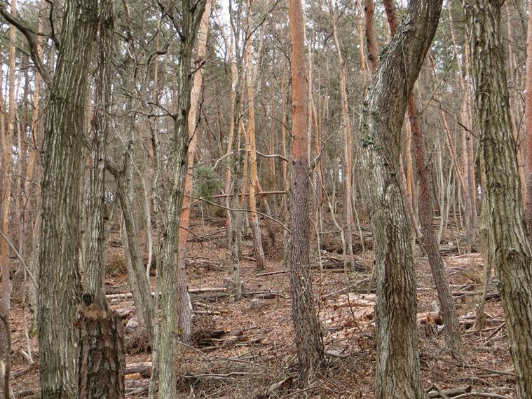 マツクイムシ被害のアカマツ林(2016年　植栽地)