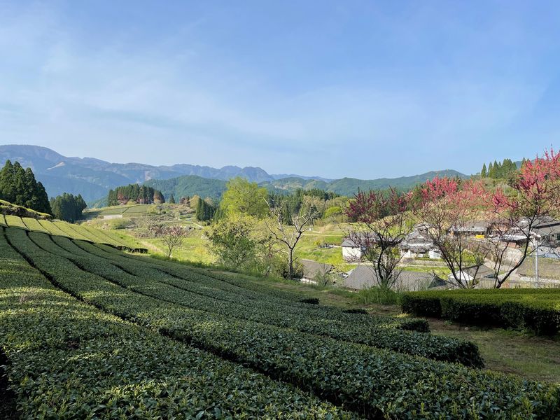 有機の茶畑